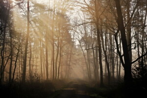 skog, morgen, natur, vei