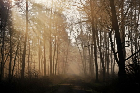 forest, morning, nature, road