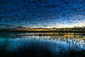 uccelli, lago, natura