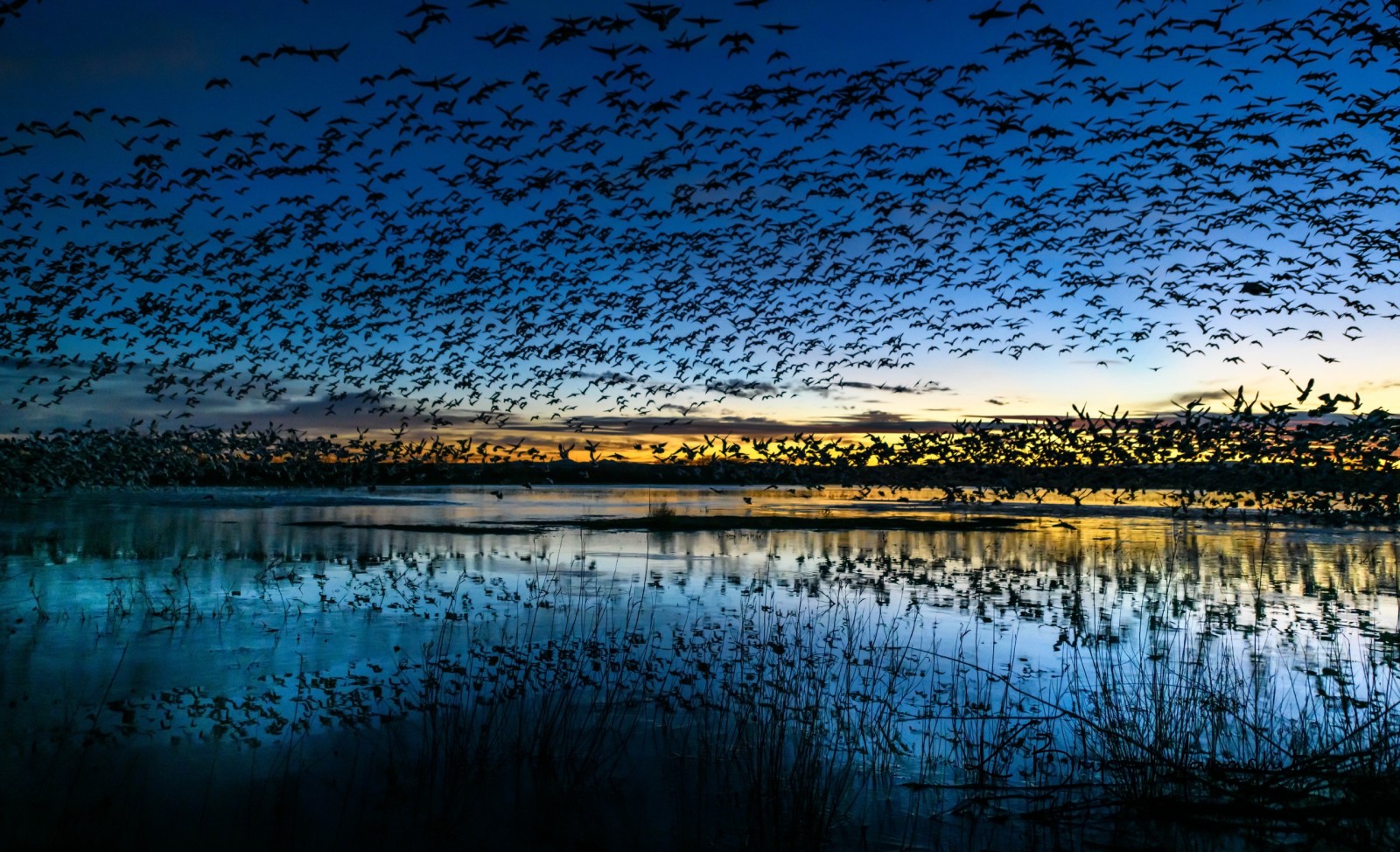 nature, lake, birds