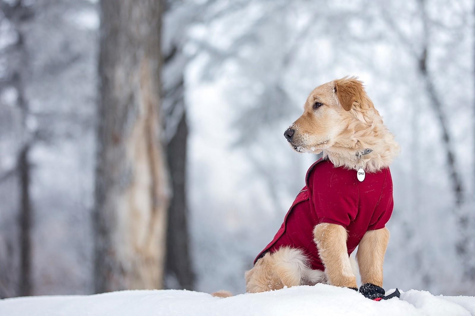 χιόνι, σκύλος, κουτάβι, χειμώνας, Golden Retriever