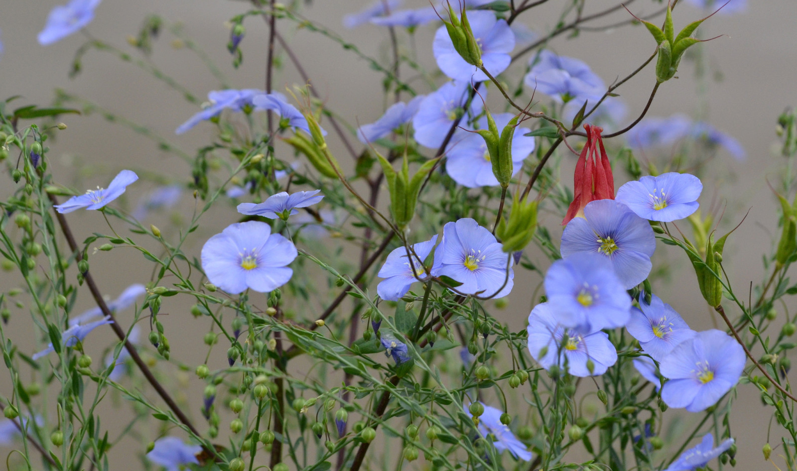 fält, blommor, växt, äng, kronblad