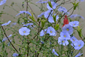 fält, blommor, äng, kronblad, växt