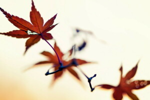 bladeren, macro, natuur