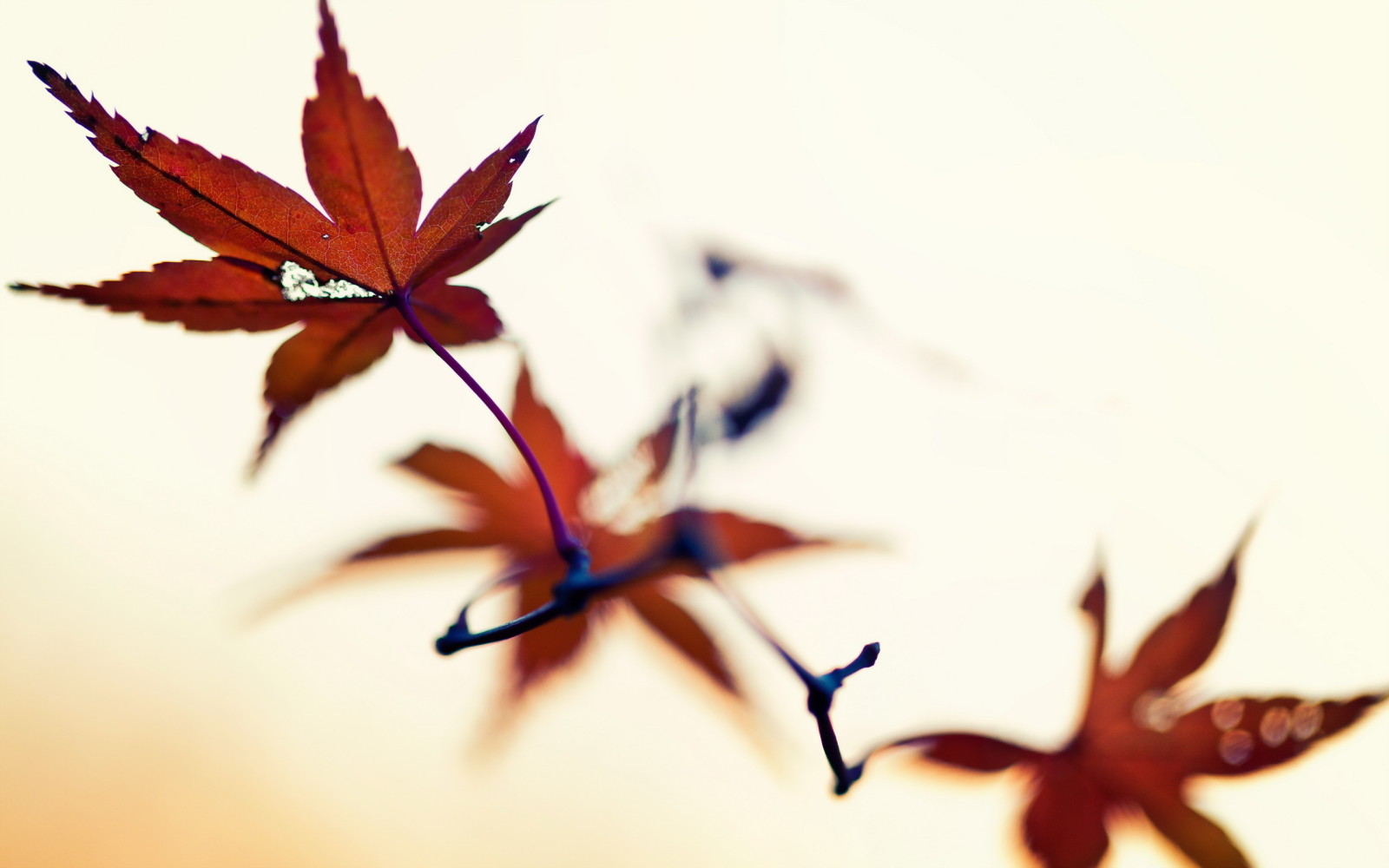 naturaleza, macro, hojas