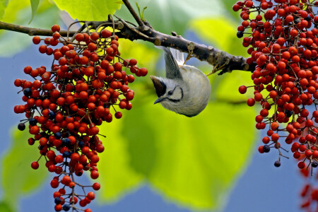 le bec, baies, oiseau, branche