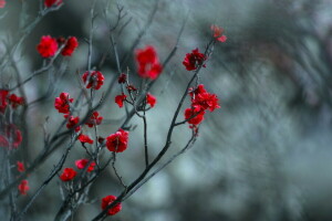 Hintergrund, Ast, Natur