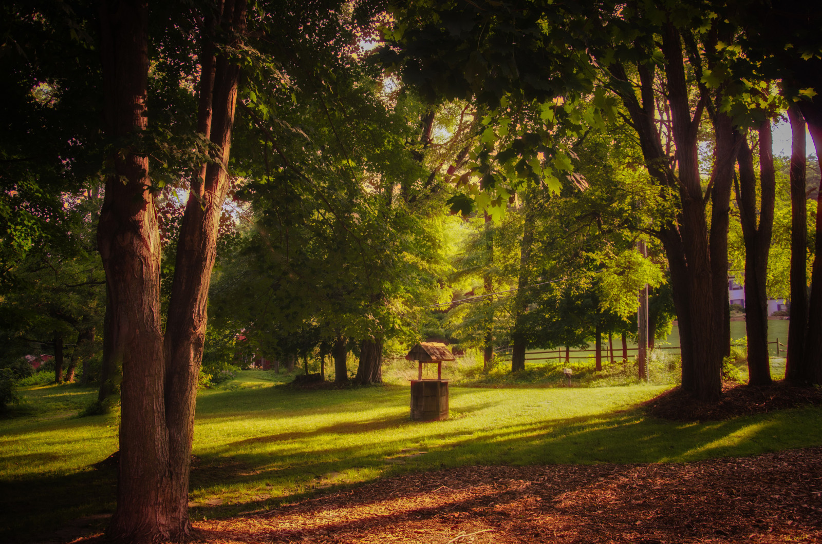 césped, Parque, verano, arboles