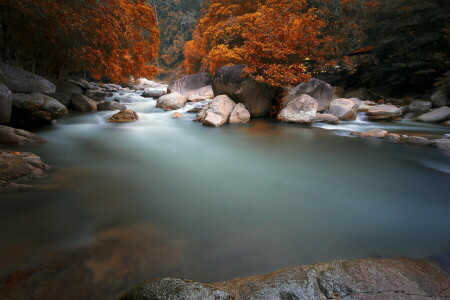 autunno, foresta, natura, fiume, pietre