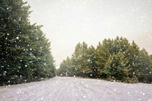 Woud, weg, sneeuw, sneeuwvlokken, bomen, winter