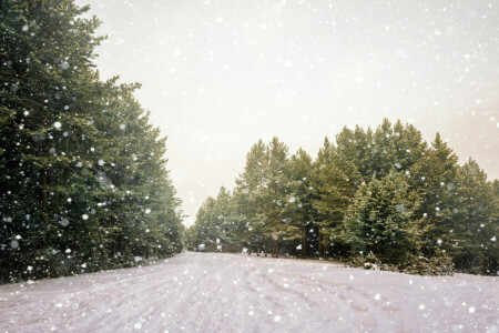 floresta, estrada, neve, flocos de neve, árvores, inverno