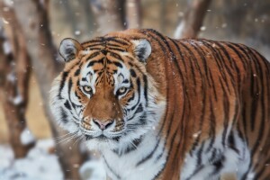 visage, Regardez, neige, tigre, chat sauvage