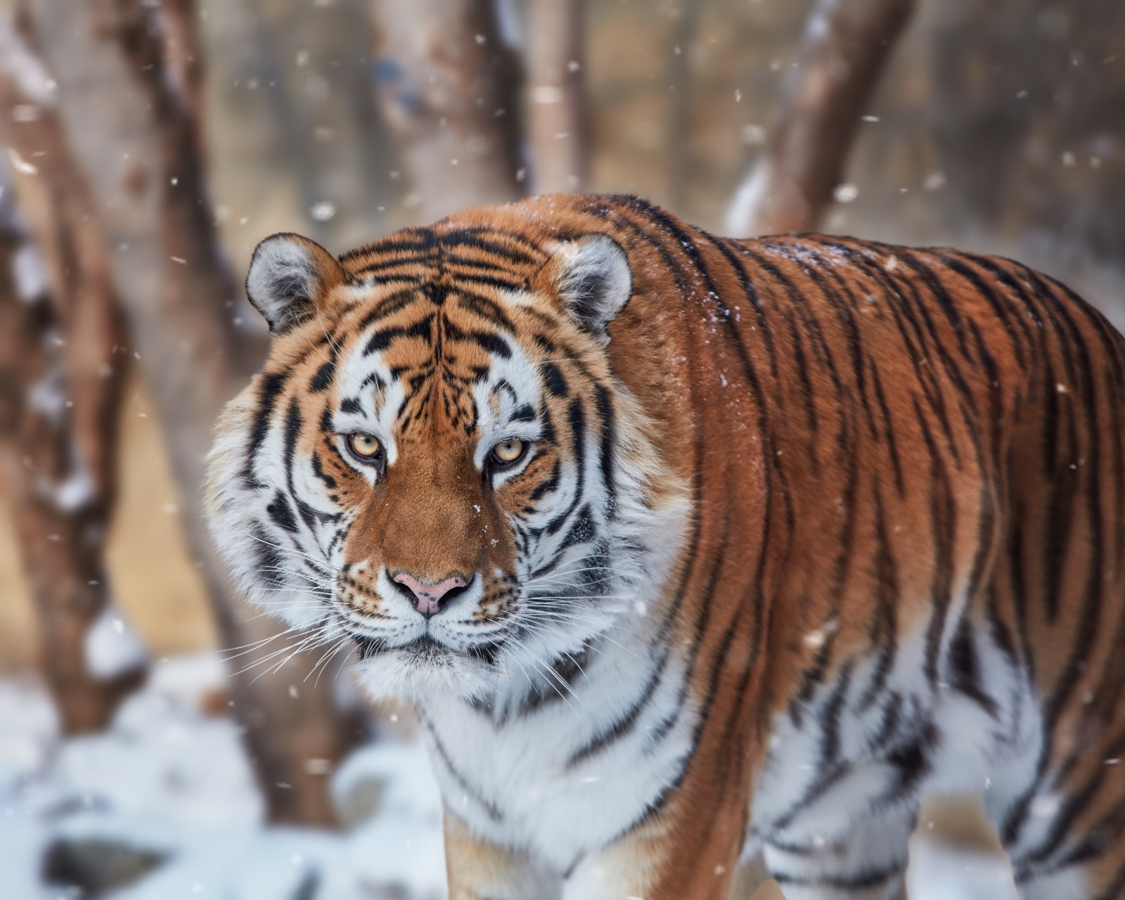 snö, se, ansikte, vild katt, tiger