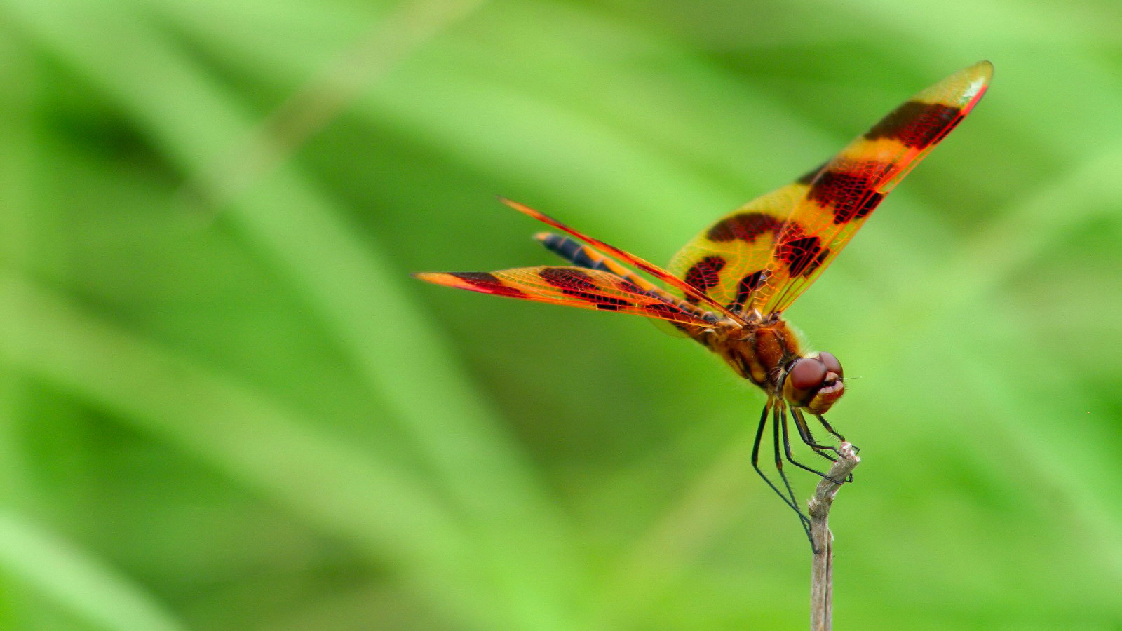 natură, aripi, insectă, libelulă