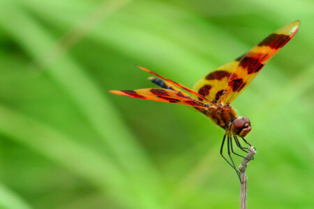 libellule, insecte, la nature, ailes