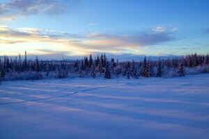 Alaska, śnieg, drzewa, zimowy