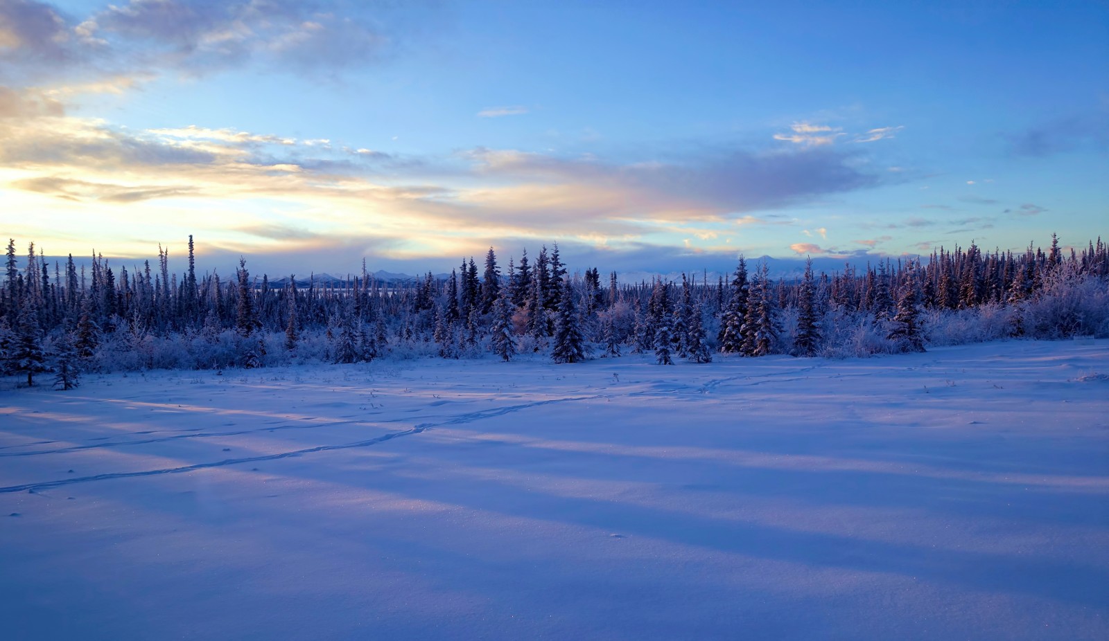 śnieg, zimowy, drzewa, Alaska