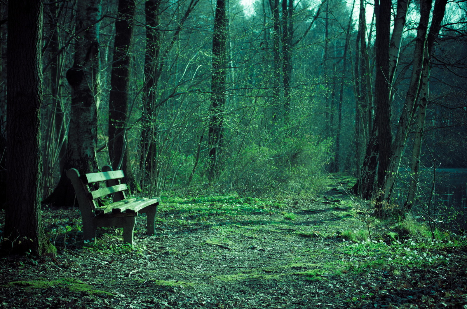 natur, Parkere, bænk