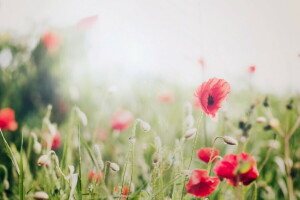 Maki, la nature, été