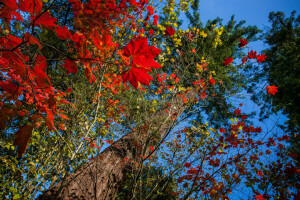 l'automne, branches, feuilles, Le ciel, arbre, tronc