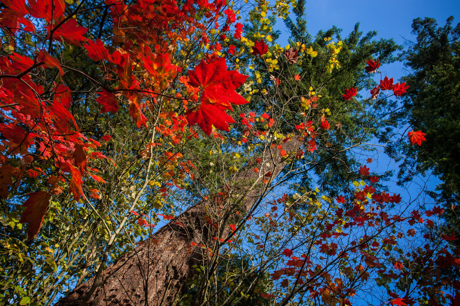 boom, herfst, takken, de lucht, bladeren, romp