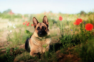 köpek, her biri, bak, çoban