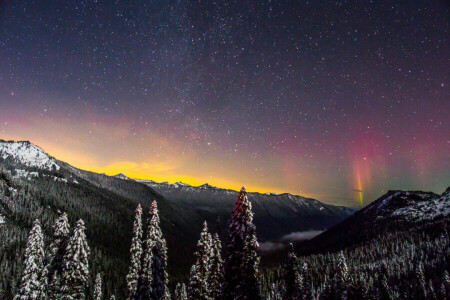 Skov, bjerge, Rainier National Park, sne, stjerner, vinter