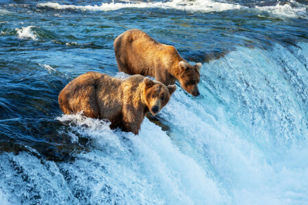 bears, brown, catch, fish, fishing, for, hunting, river