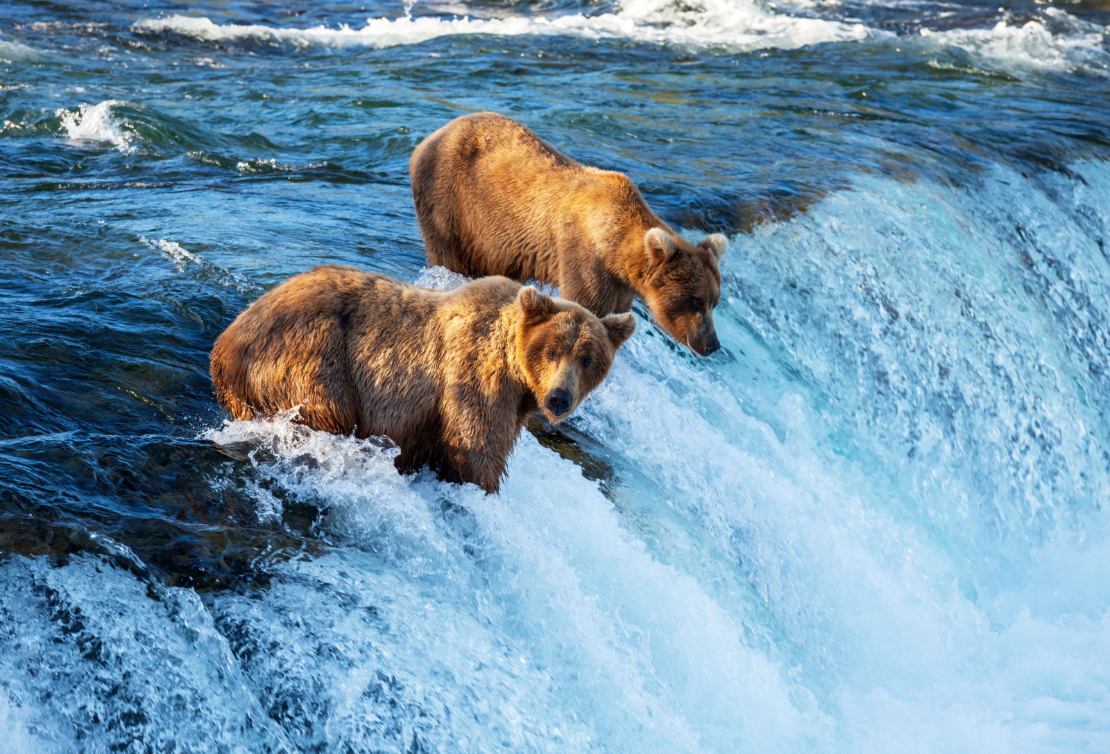 brown, river, waterfall, bears, hunting, fishing, fish, catch