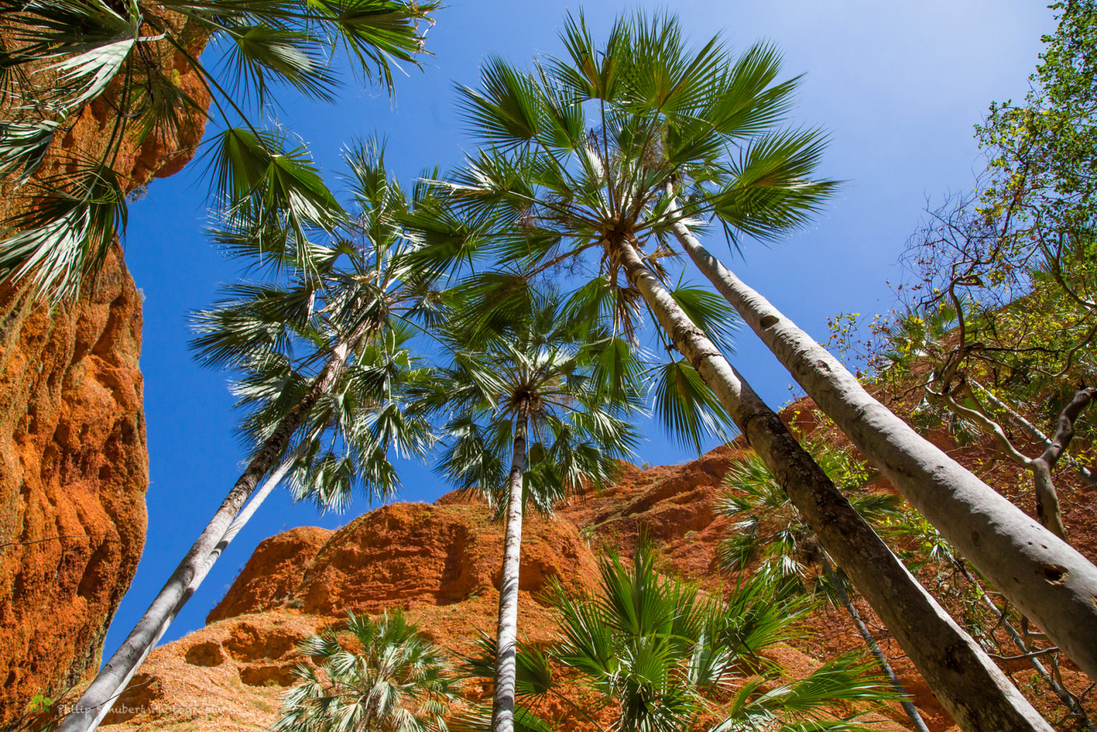 der Himmel, Blätter, Felsen, Palma