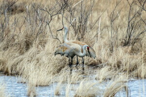 aves, Lago Grass, naturaleza, juntos