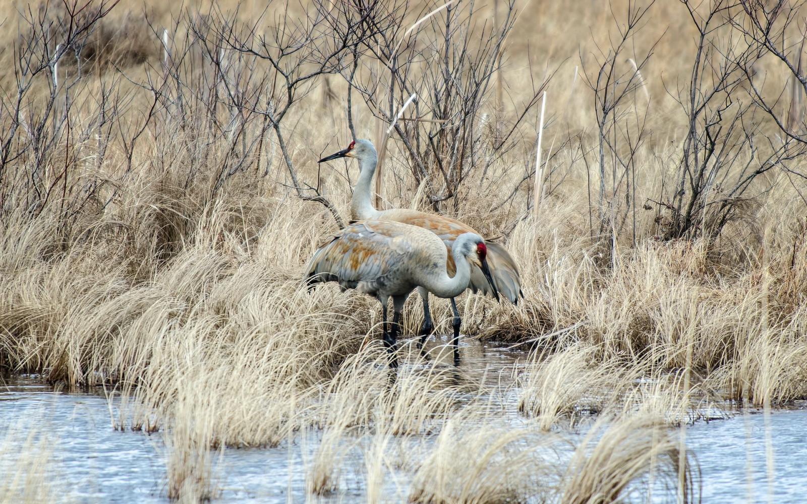 Natur, zusammen, Vögel, Grass Lake