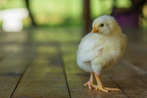 bébé, poulet