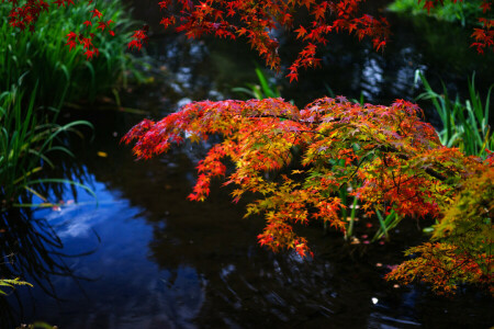 otoño, rama, césped, hojas, planta, estanque