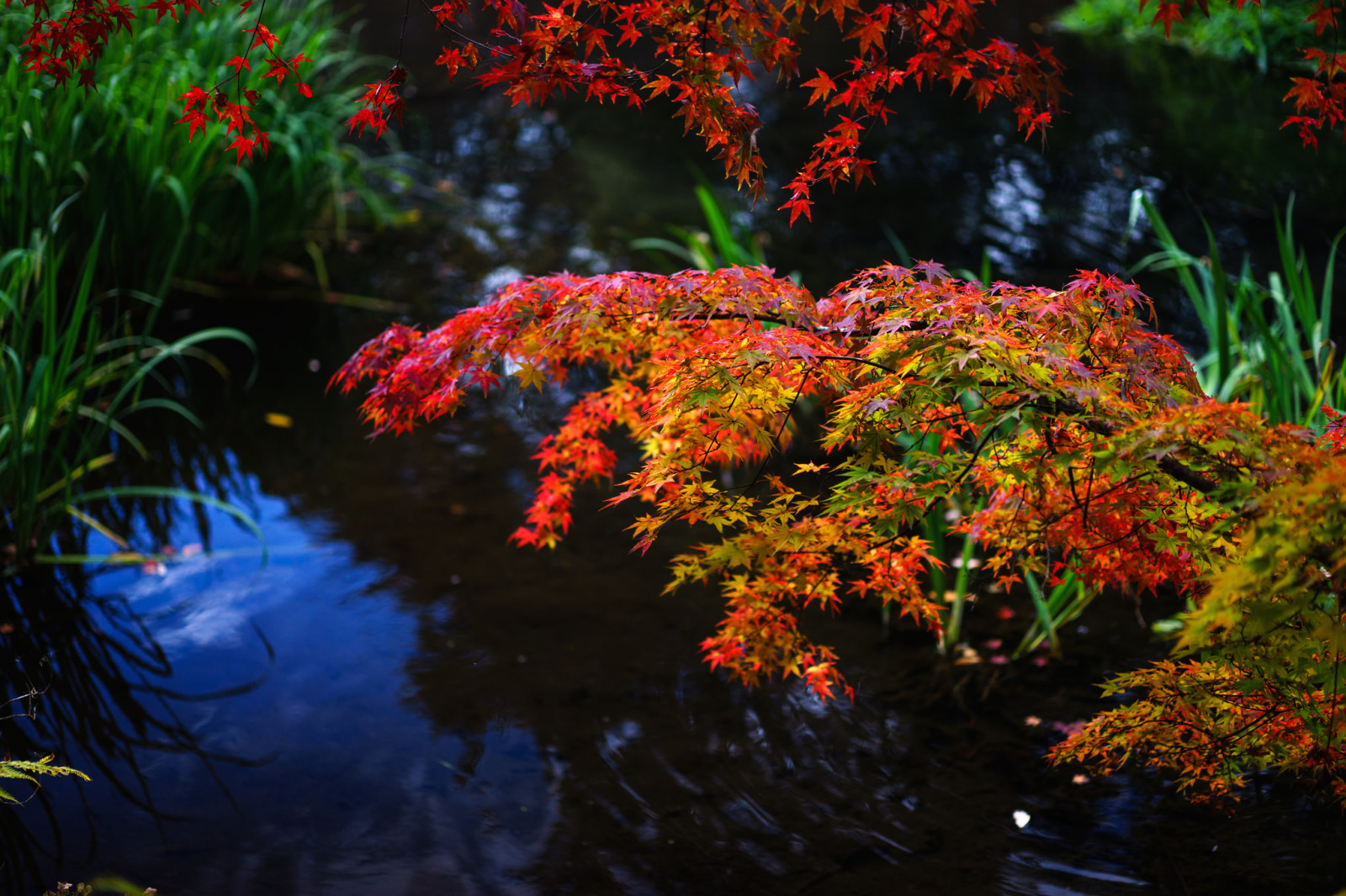 otoño, césped, planta, hojas, rama, estanque