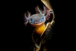 bakgrund, Juvenile Alpine Newt, natur