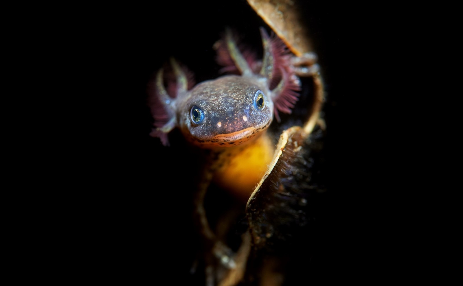 natur, baggrund, Juvenile Alpine Newt