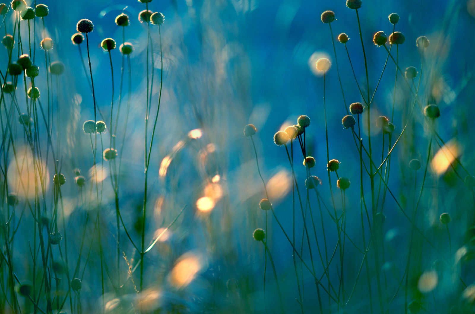 light, field, plant, meadow, Blik