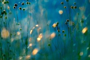 Blik, field, light, meadow, plant