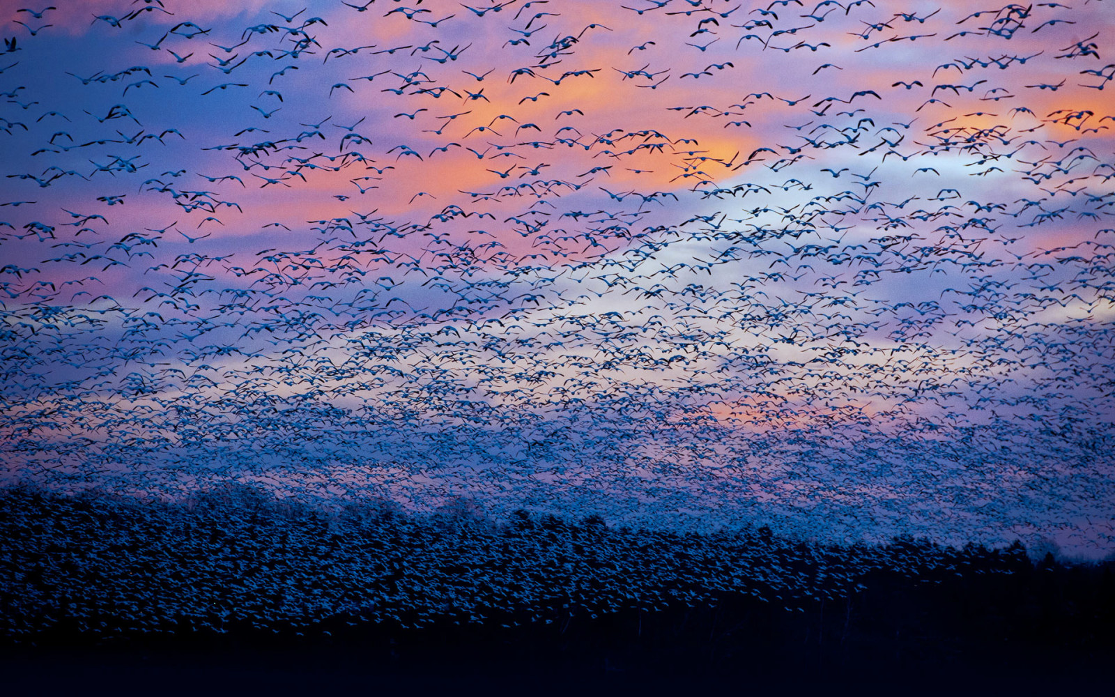 el cielo, Canadá, nubes, aves, Control de calidad, gansos, migración, río Saint-françois