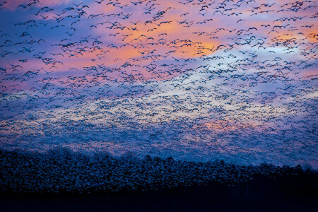 fugle, Canada, skyer, gæs, migration, QC, floden Saint-françois, himlen