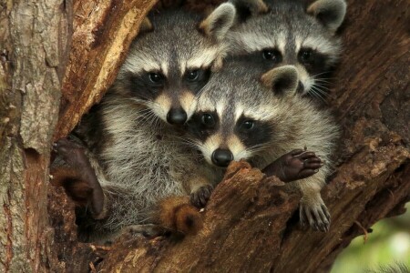 raccoons, the hollow, tree, Trinity