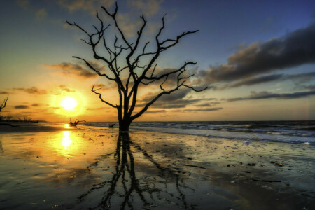 nubes, mar, puesta de sol, el cielo, árbol