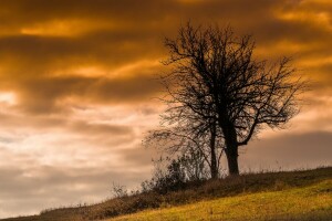 natureza, o céu, árvore