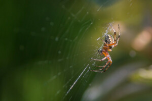 hmyz, makro, pavúk, web