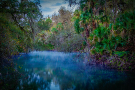 forest, river, thickets, trees, Tropics