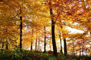 herfst, Woud, bladeren, natuur, bomen