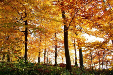 jesień, las, pozostawia, Natura, drzewa