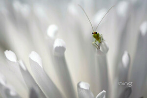 blomster, insekt, petals, zlatovlaska