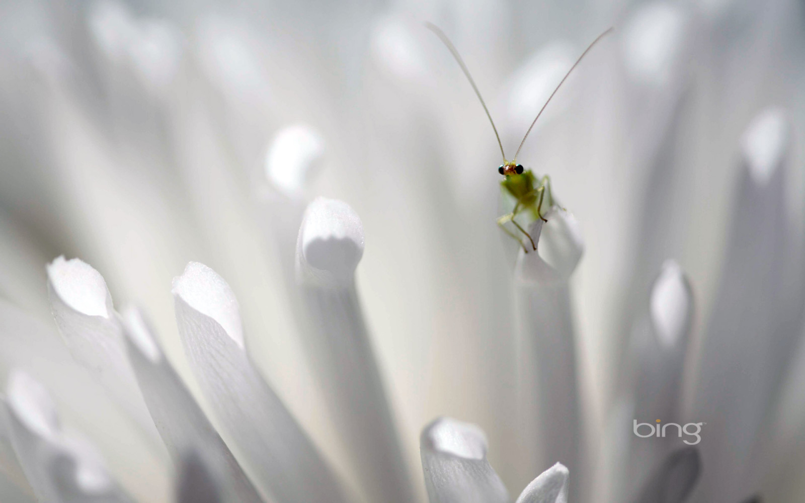 flowers, petals, insect, zlatovlaska